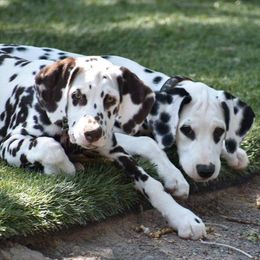Dalmatians from Dal's Alley Dalmatians