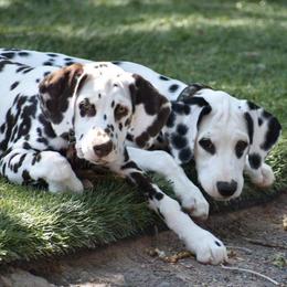 Dalmatians from Dal's Alley Dalmatians