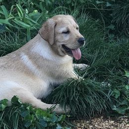 Labrador Retrievers from Graham Hill Labradors
