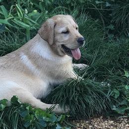 Labrador Retrievers from Graham Hill Labradors