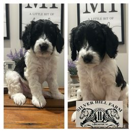 Boy 2 - male Goldendoodle puppy in Lancaster, South Carolina from Silver Hill Farm SC
