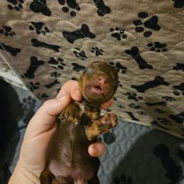 Girl 2 - Chocolate and tan female Dachshund puppy in New Castle, Colorado from Shaffers low riding weiners