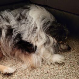 Memphis - Miniature Australian Shepherd