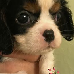 Cavalier King Charles Spaniels from La Bella Rose Kennels