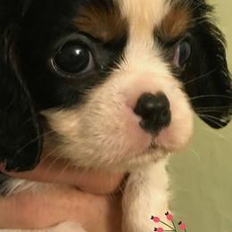 Cavalier King Charles Spaniels from La Bella Rose Kennels