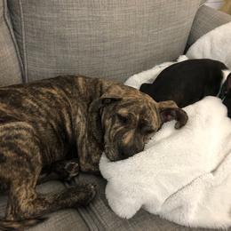 Boston Terrier Puppies from I Love Pups
