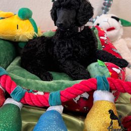Star - Black female Poodle puppy in Nederland, Texas from Lingo Standard Poodles