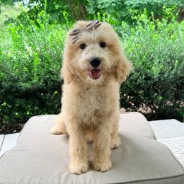 Josie - Cream female Goldendoodle puppy in Goldsboro, North Carolina from The Grantham House