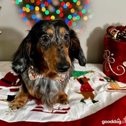 RUFFI - AKC - Dapple male Dachshund puppy in Omaha, Nebraska from Colorful Dachshunds