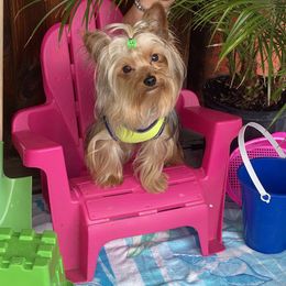 Chihuahua and Yorkshire Terrier All Grown Up from CoolMissLLC