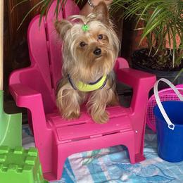 Chihuahua and Yorkshire Terrier All Grown Up from CoolMissLLC