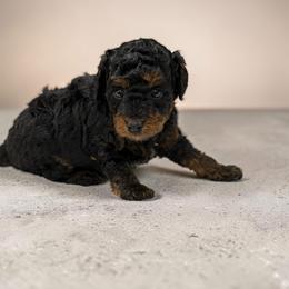 Poodle Puppies from KC Poodles of PA