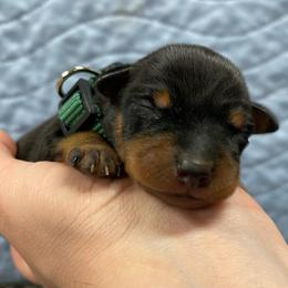 Magnolia - Black and tan female Miniature Pinscher puppy in Lancaster, Missouri from White Stone Ranch