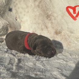 Red Collar Female - Chocolate female Labrador Retriever puppy in Kissimmee, Florida from SunState Labs