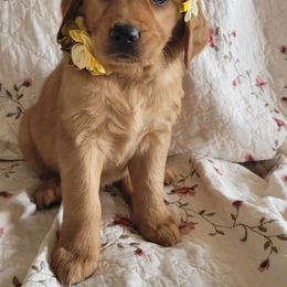 Golden Retriever Puppies from PDA Goldens