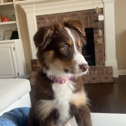 Roxi - Miniature Australian Shepherd