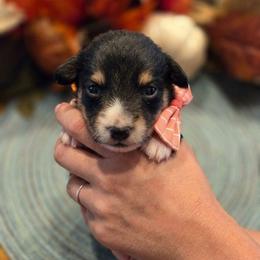 Male 3 - Black tri-color male Assorted Doodle Crosses puppy in Mouth Of Wilson, Virginia from Holly Ridge Aussies, Aussiedoodles & Corgis
