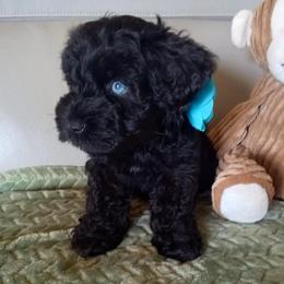 Black girl - Black female Miniature Schnauzer puppy in Kannapolis, North Carolina from Schnauzer Affinity