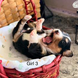 Willow's Aussie-Doxie Girls - Black and tan female Dachshund puppy in Burkesville, Kentucky from Bline’s Awesome Aussies, Aussiedoodles & Doxies at the Bline Family Farm