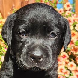 Labrador Retrievers from Holly's Labs