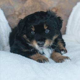 Green - Black tri-color male Australian Shepherd puppy in Yakima, Washington from Naches Heights Ranch