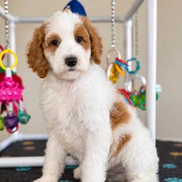 Rhette - Parti male Goldendoodle puppy in Yuciapa, California from AlltheDoodlez_