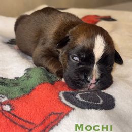 Mochi - Fawn male Boxer puppy in Cicero, New York from MK Boxer Haven of CNY