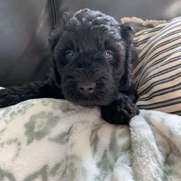 Sheepadoodle Puppies from Riley Grace Puppies