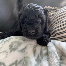 Sheepadoodle Puppies from Riley Grace Puppies