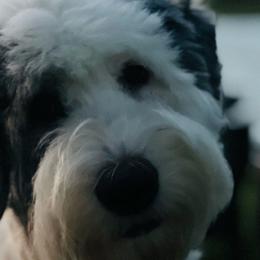 Haven - Old English Sheepdog