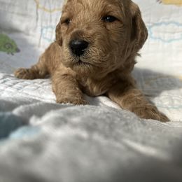 Goldendoodle Puppies from Cassie Farms