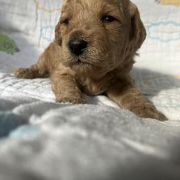 Goldendoodle Puppies from Cassie Farms