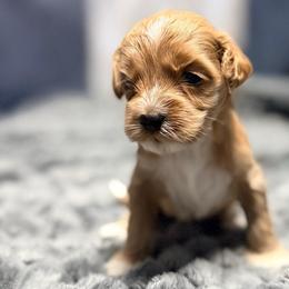 Scooby-Doo - Red and white female Cockapoo puppy in Connersville, Indiana from MoonShine Babies
