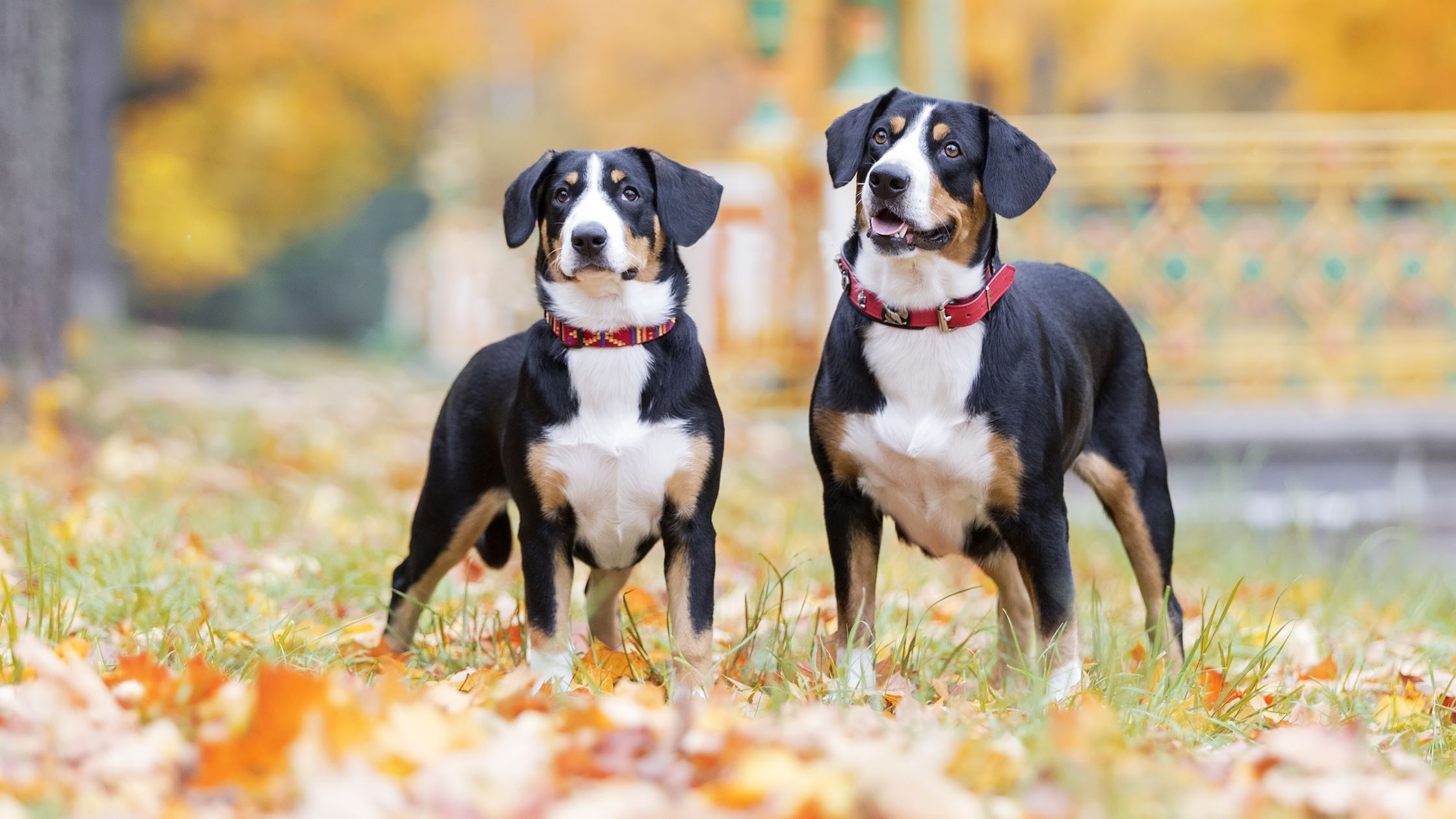 Entlebucher puppies 2024