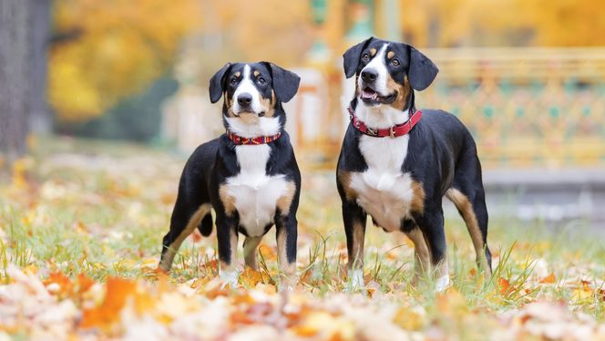 Entlebucher Mountain Dog