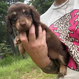 Reeses - Akc full right - Chocolate and cream male Dachshund puppy in Huntington, Texas from Wild Briar Dachshunds