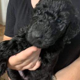 Goldendoodle Puppies from Izzy's Doodles