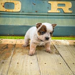 Red - Red speckled female Australian Cattle Dog puppy in Spokane, Washington from 4D Cattle Dogs