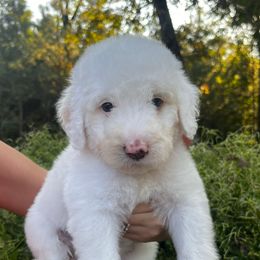 Pearl - White female Sheepadoodle puppy in Fayette, Alabama from Luxapallila Sheepadoodles