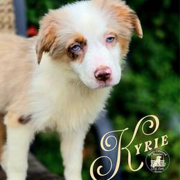 Kyrie - Price 2250 - Red merle female Miniature Australian Shepherd puppy in Ennis, Texas from God’s Little Aussies