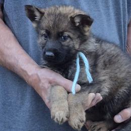 Boy 1 Mint - Sable male German Shepherd puppy in Lake George, Colorado from High Country German Shepherds