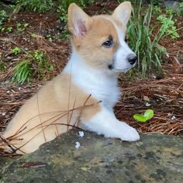 Pembroke Welsh Corgi Puppies from Dalton Family Corgis