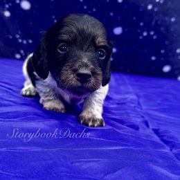 Comet - Piebald male Dachshund puppy in Springfield, Oregon from Storybook Dachshunds