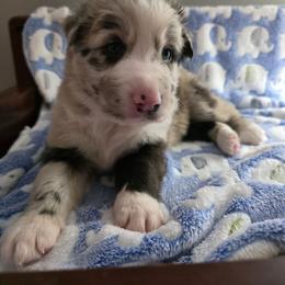 Shoot - Red merle male Border Collie puppy in Tiskilwa, Illinois from First Harmony Farms
