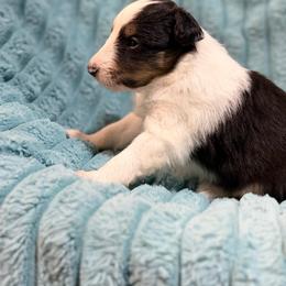 Tex - Black white and tan male Shetland Sheepdog puppy in Aberdeen, Idaho from Willow Creek Cresteds