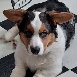 Cardigan Welsh Corgis from High Hopes Farm