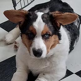Cardigan Welsh Corgis from High Hopes Farm