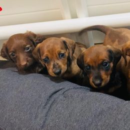 Dachshund Puppies from Slinky’s Dachshunds