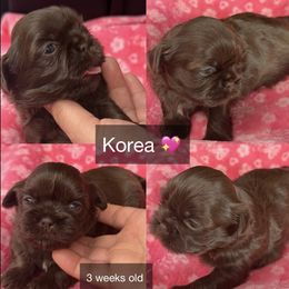 Korea - Chocolate female Shih Tzu puppy in Orange, California from Shih Tzu Hauz
