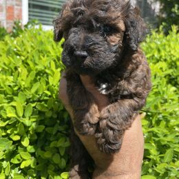 Maltese, Poodle, and Shih Tzu Puppies from Happy puppies